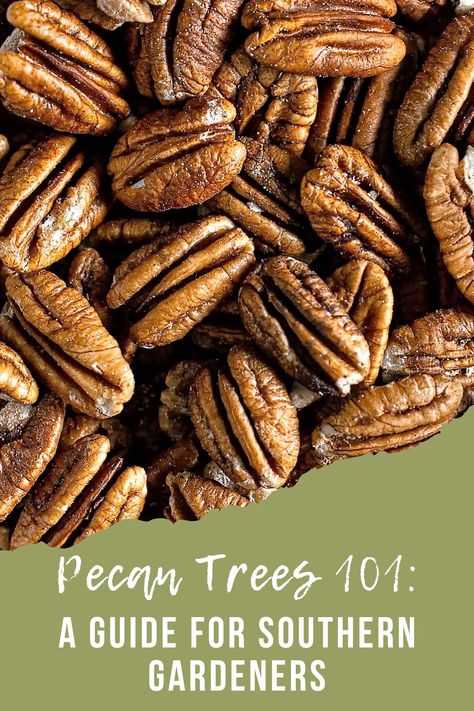 picture of pecans Sweet Roasted Pecans Recipe, Pecan Trees, Pecan Tree Care, How To Roast Pecans, Harvesting Pecans, Pecan Trees Growing, Pecan Sheller, Plant Sterols, Pecan Tree