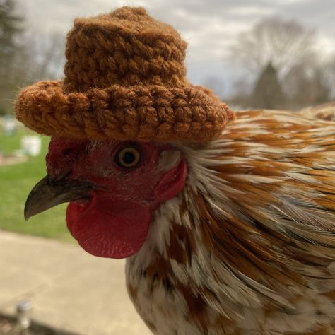 Well, guys. It's finally happened! My amazing friend, Kim, gifted me an entire box of handmade miniature hats. I have no choice but to put these hats on my chickens, and photograph them. Naturally, I will have to share said photos with the world because, well, JUST LOOK AT THIS! 🐓❤ Weasley was a surprisingly calm model. #chickpix #henwarts #chickens #backyardchickens #chickenlady #countryliving #chickenhat #chickensinhats #dressupyourchicken Chicken Outfit, Farm Pets, Chicken Clothes, Chicken Accessories, My Neighbourhood, Backyard Coop, Backyard Ducks, Chicken Hats, Animal Aesthetic