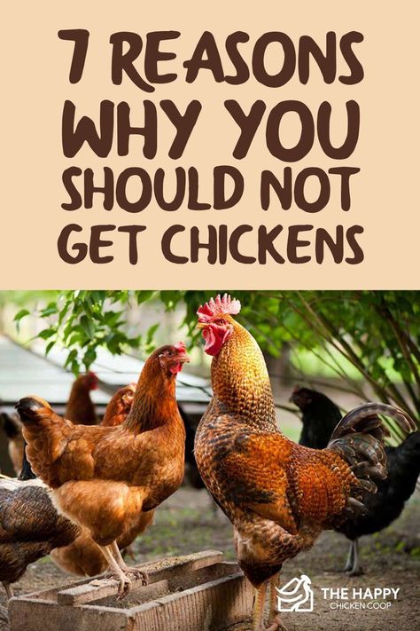 Many people get chickens thinking they are cute, easy to look after and do not require a great deal of maintenance. After all, how much upkeep can a chicken require... Introducing Chickens To New Flock, Integrating Chicks Into Flock, Adding New Chickens To Your Flock, How To Introduce New Chickens To Flock, Introducing New Chickens To The Flock, Chicken Pecking Order, Homesteading Chickens, Owning Chickens, Egg Candling