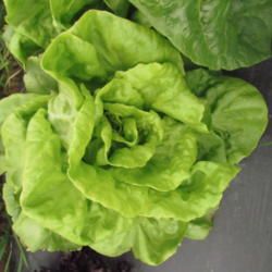 Growing lettuce Buttercrunch Lettuce, Popcorn Seeds, Types Of Lettuce, Spring Crops, Butter Lettuce, Lettuce Seeds, Growing Lettuce, Garden Diary, Head Of Lettuce