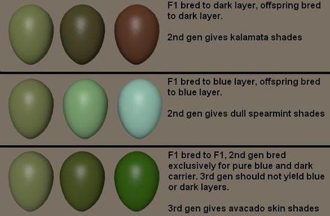 Possible breeding and color combinations for olive eggs. Easter Eggers Eggs, Olive Eggers, Olive Egger Chicken, Chicken Egg Colors, Chickens Coop, Chicken Breeding, Olive Egger, Best Egg Laying Chickens, Easter Eggers