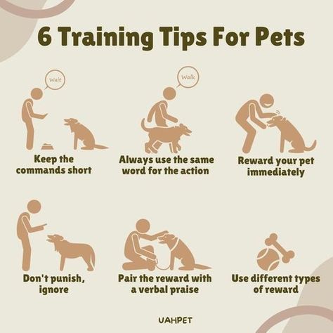 6 training tips for pets Puppy Training Guide, Train Dogs, Dog Psychology, What Kind Of Dog, Mental Stimulation, Dog Brain, Best Dog Training, Train Your Dog, Short Words