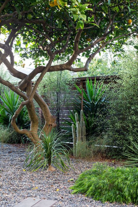 Designer Visit: A 'Magical Green Pocket Garden' in San Francisco - Gardenista Urban Gardening Ideas, Meyer Lemon Tree, Citrus Garden, Pocket Garden, Front Yard Garden Design, Potager Garden, Magic Garden, Gardening 101, Citrus Trees