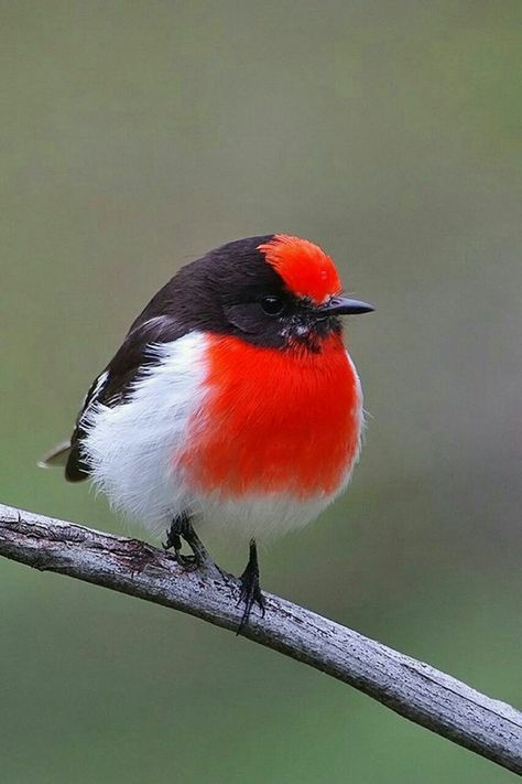 Image Zen, Kinds Of Birds, Australian Birds, Red Cap, Nature Birds, Bird Pictures, Exotic Birds, Pretty Birds, Bird Photo