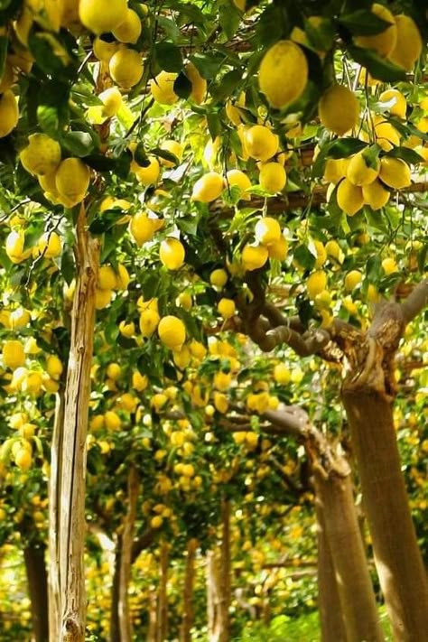 Citrus Aesthetic, Lemon Aesthetic, Lemon Farm, Lemon Flowers, Lemon Trees, Lemon Decor, Fruit Tree, Lemon Tree, Fruit Garden