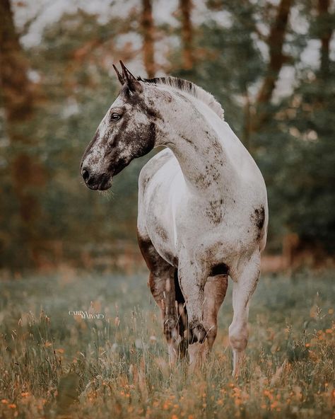 Cool Horse Pictures, Pictures Of Horses, Cheval Pie, Cute Horse Pictures, Horse Boarding, Black Horses, Horse Aesthetic, Appaloosa Horses, Friesian Horse