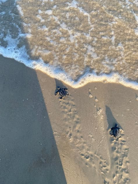 Two sea turtle hatchlings crawling to the ocean on a sandy beach Carribean Travel, Save The Sea Turtles, Baby Sea Turtles, Baby Sea Turtle, Holiday Inspo, Summer Life, Baby Turtles, Ocean Vibes, Marine Biology