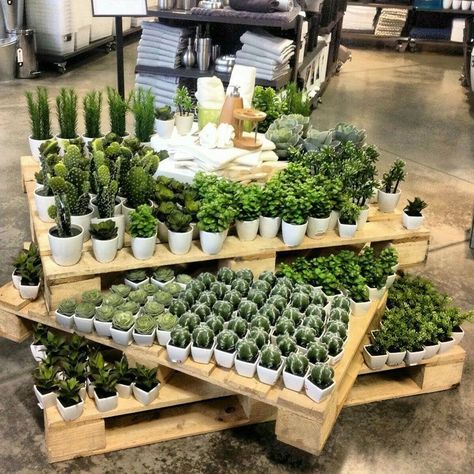 Different Types Of Succulents, Garden Center Displays, Flower Shop Interiors, Flower Shop Design, Types Of Succulents, Garden Nursery, Grow Tent, Floral Shop, Garden Shop