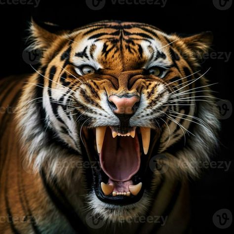 detailed close up portrait of roaring tiger animal on black background, generative ai Tiger Portrait Photography, Tigers Roaring, Tiger Roaring Drawing, Tiger Reference, Tiger Background, Lion Roaring, Tiger Photo, Animal Close Up, Big Cats Photography