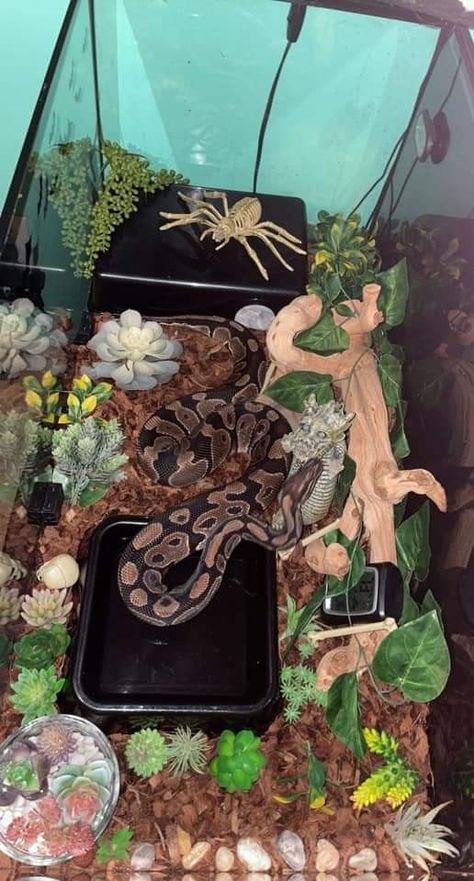 Snake Tank Decor Ideas, Cute Snake Enclosure Ideas, Snake Inclosers, Snake Inclosers Ideas, Snake Tank Ideas Ball Python, Aesthetic Snake Enclosure, Snake Exhibit, Snake Tank Setup Ball Python, Snake Terrarium Ideas Ball Python