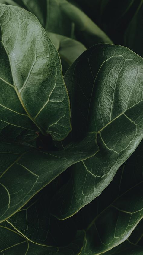 Close up of a Fiddle-leaf fig plant mobile wallpaper | free image by rawpixel.com / Jira Plant Mobile, Fig Plant, Theme Nature, Image Nature, Wallpaper Tumblr, Plant Wallpaper, Wallpaper Nature, Wallpaper Animes, Plant Aesthetic