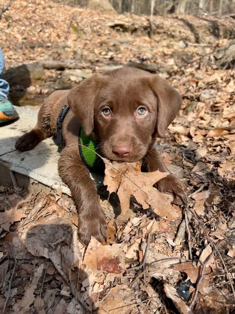 Ozzie is an 8 week old 1/2 chocolate lab 1/2 chesapeake bay retriever puppy Chocolate Lab Hunting Dog, Chesapeake Bay Retriever Puppy, Chocolate Lab Puppies, Black Labrador Dog, Every Dog Breed, Chocolate Labrador Retriever, Cute Ducklings, Chesapeake Bay Retriever, Lab Puppy