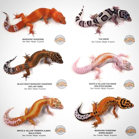 The Urban Reptile on Instagram: “🔥AVAILABLE LEOPARD GECKOS 🔥 We have just updated our website with 140 new and amazing Leopard Geckos for sale.  Click the link in our…” Leopard Gecko Funny, Leopard Gecko Cute, Gecko Morphs, Leopard Gecko Habitat, Leopard Gecko Care, Leopard Gecko Morphs, Gecko Habitat, Colorful Lizards, Gecko Terrarium