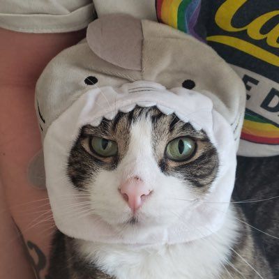 Midnight - Barb Donato on Twitter: "@babeyboipeet @ericisorange Oh sharkiecat - ohhhhh! https://t.co/twevK2yrr2" / Twitter Funny Videos Of Cats, Cat Shark, Pfp Cat, Shark Hat, Aesthetic Cats, Cat Drawings, Funny Cute Cats, Silly Cats, Cool Cats