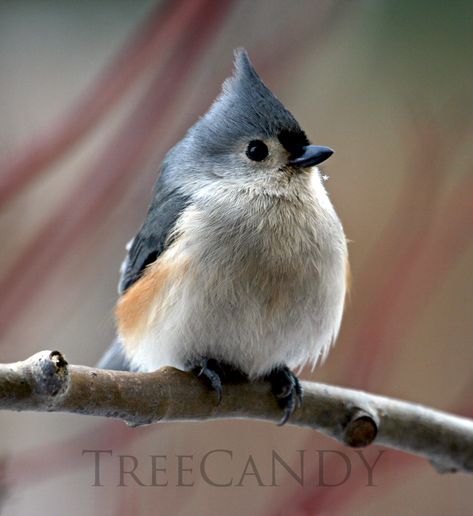 Foto Macro, Tufted Titmouse, Bird Drawing, Images Kawaii, Airbrush Art, Nature Birds, Backyard Birds, Bird Pictures, Bird Drawings