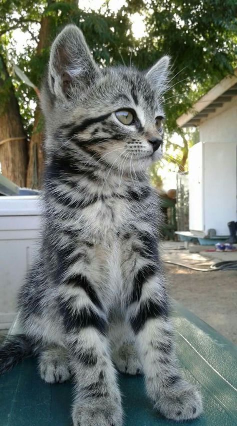 Grey Tabby Kittens, Lukas Urkijo, An Organized Home, Grey Tabby, Spotted Cat, Grey Kitten, Organized Home, Tabby Kitten, Cat Hacks