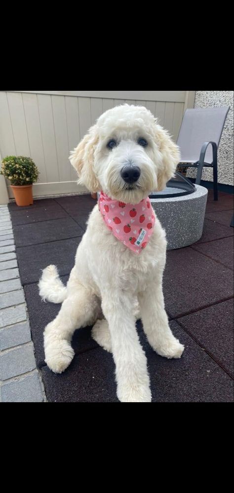 Shaved Goldendoodle Haircut, Goldendoodle Winter Haircut, Doodle Dog Haircuts, Pyredoodle Haircuts, Summer Doodle Haircut, Doodle Summer Cut, Short Doodle Cuts, Wavy Goldendoodle Haircut, Golden Doodle Cuts