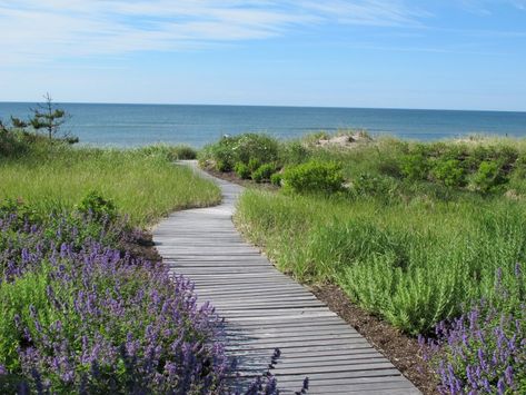 11 Garden Ideas to Steal from the Coast of Maine - Gardenista Coastal Landscaping Ideas, Cornwall Garden, Beach House Garden, Estate Gardens, Grand Estate, Coastal Landscaping, Russian Sage, Seaside Garden, Pathway Landscaping