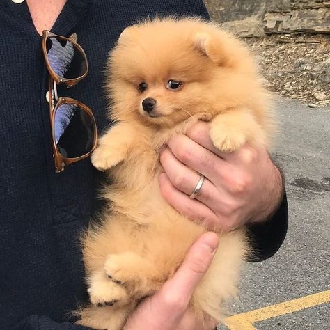 Teacup Pomeranian Full Grown, Pomeranian Full Grown, Bear Dog Breed, Puppies Cutest, Pomeranian Puppy Teacup, Pomeranian Puppy For Sale, Teacup Pomeranian, Cute Pomeranian, Yorkie Dogs