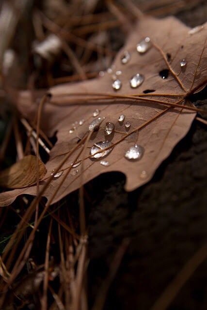 Drops Of Water, Brown Wallpaper, Water Droplets, Beige Aesthetic, Aesthetic Colors, Brown Aesthetic, Autumn Aesthetic, On The Ground, Brown Beige