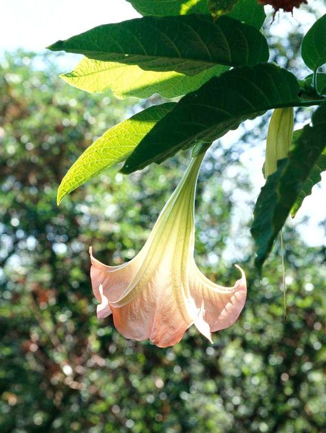 Angel Trumpet Flower, Angel Trumpets, Angel Trumpet Plant, Rose Like Flowers, Angel's Trumpet, Planting Poppies, Plant Inspiration, Growing Sunflowers, Broadleaf Evergreen