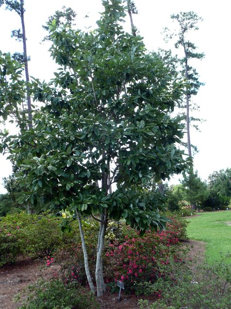 Louisiana Super Plants: Evergreen Sweetbay Magnolia Louisiana Christmas, Growing Trees, Southern Magnolia, In The Summertime, Foundation Planting, Fast Growing Trees, Street House, Wildlife Habitat, Evergreen Trees