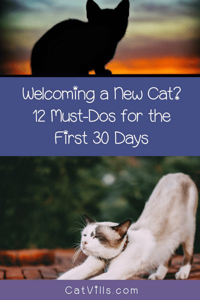 Everything You Need For A Cat, How To Look After A Kitten, New Cat Checklist, Cat Daycare, Apartment Cat, Aesthetic Cat Tattoo, Adopting A Cat, Kitten Training, Cat Area