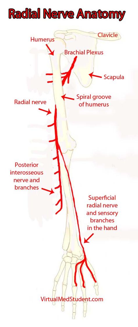 The radial nerve and its branches Radial Nerve Anatomy, Nerve Anatomy, Radial Nerve, Peripheral Nerve, Medical School Essentials, Muscle Anatomy, Human Anatomy And Physiology, Medical Anatomy, Hand Therapy