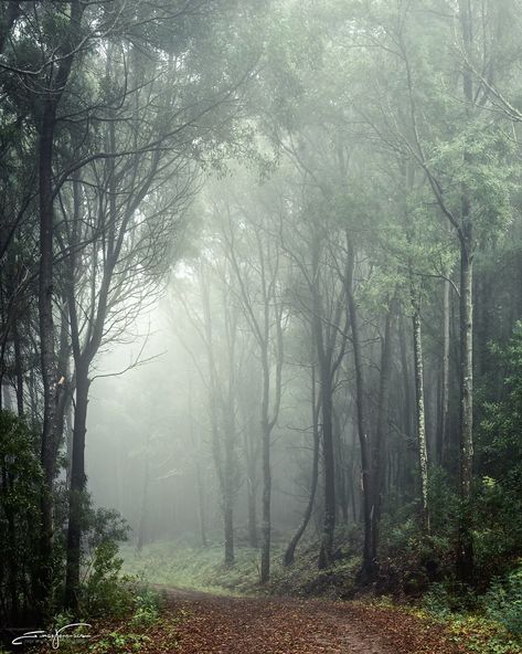 Running In Woods Aesthetic, Nathaniel Aesthetic, Kenz Core, Into The Woods Aesthetic, Cottage In The Woods Aesthetic, Iphone Wallpaper Orange, Woods Aesthetic, Walking In The Woods, Tuck Everlasting