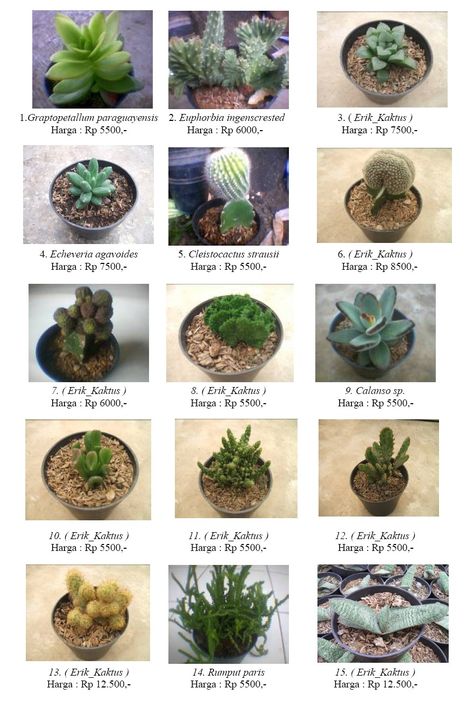 Cactus Names, Succulent Names, Types Of Cactus, Types Of Succulents Plants, Kaktus Dan Sukulen, Marketing Office, Cactus Types, Eye Pictures, Types Of Succulents