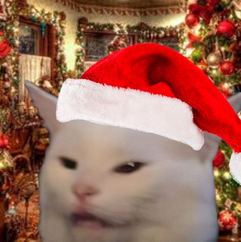 Feel free to use this anytime!!:) Funny Christmas Pictures, Christmas Pfp, Funny Looking Cats, Christmas Memes, Teddy Bear Pictures, Christmas Kitten, Silly Cats Pictures, Cat Icon, Cute Cartoon Drawings