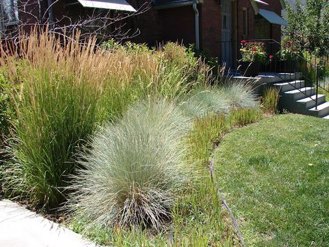 Blue Oat Grass, Pennisetum Setaceum, Trees For Front Yard, Blue Fescue, Ornamental Grass, Waterwise Garden, Fountain Grass, Grasses Landscaping, Backyard Makeover