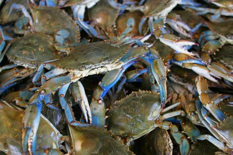 Everything you ever wanted to know about blue crab—from what blue crabs eat to the shocking number of eggs female crabs release at once. Blue Crab Recipes, Shrimp Scampi Linguine, Maryland Crab Soup, Crab Soup Recipes, Blue Crabs, Maryland Crabs, Crab Soup, Crab Fishing, Prawn Shrimp