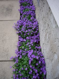 Campanula Portenschlagiana, Small Flower Gardens, Flowers Growing, Driveway Landscaping, Landscape Designs, Ground Cover Plants, Have Inspiration, Garden Yard Ideas, Shade Plants