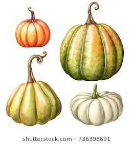 Watercolor Pumpkins Autumn, Watercolor Pumpkin, Pumpkin Clipart, Illustration Botanique, Watercolor Pictures, Thanksgiving Design, Watercolor Pumpkins, Hand Drawn Vector Illustrations, Fall Watercolor