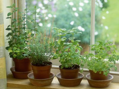 Hydroponic Herb Garden, Windowsill Herb Garden, Best Herbs To Grow, Growing Herbs Indoors, Winter Vegetables Gardening, Windowsill Garden, Herb Garden In Kitchen, Indoor Vegetable Gardening, Growing Gardens