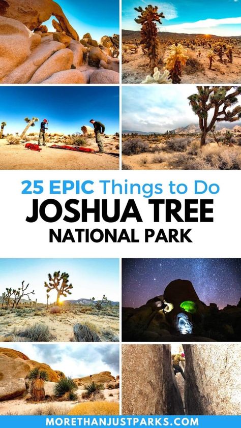 25 EPIC Things to Do at Joshua Tree National Park (Helpful Tips) Joshua Tree Hikes, Joshua Tree Park, Road Trip Places, Bighorn Sheep, Joshua Tree California, West Coast Road Trip, National Park Photos, National Park Road Trip, Palm Springs California