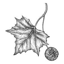 Sycamore Tree, Plant Tattoo, Tree Illustration, Tree Tattoo, Free Vector Graphics, Compass Tattoo, Shoulder Tattoo, Drawing Techniques, Vector Graphics