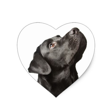 Husky Corgi, Black Labrador Retriever, Labrador Retriever Puppies, Chocolate Labrador, Sticker Label, Lab Puppies, Bull Terriers, Labrador Puppy, Labrador Retriever Dog