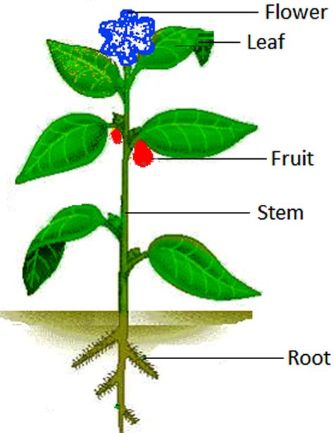 Teaching Plants, Vitamin Charts, How Plants Grow, Plants Worksheets, Exit Slip, Plant Cells, Plant Parts, Planting For Kids, Plant Activities