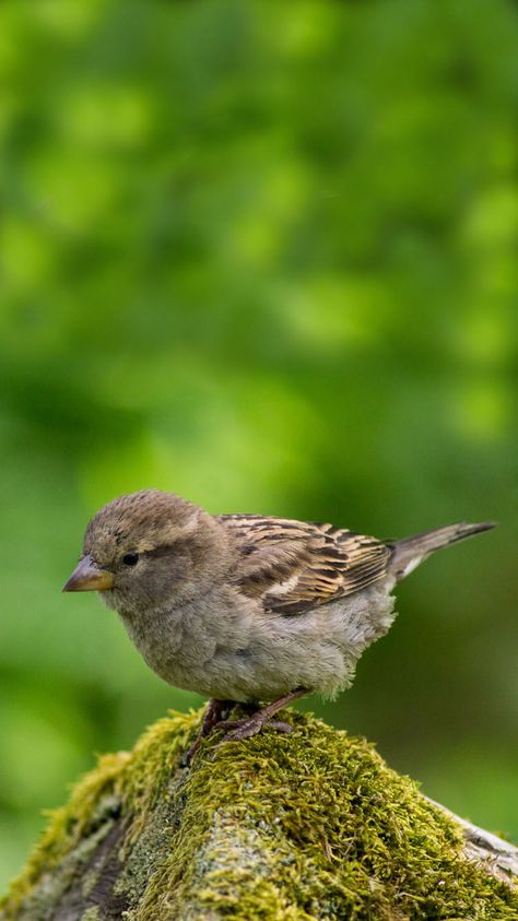 Sparrow  Wallpaper / Background for phones – Apple iPhone 6, 6S, 7 Iphone Wallpaper Birds, Bird Wallpapers For Iphone, Bird Wallpaper Iphone, Bird Background Wallpapers, Sparrow Wallpaper Birds, Sparrow Wallpaper, Birds Sparrow, Sparrow Art, Moving Wallpapers