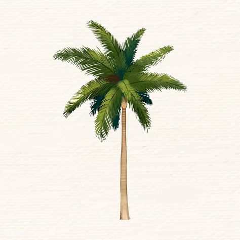 Hand drawn palmyra palm vector | free image by rawpixel.com / Niwat Palm Tree Illustration Simple, Riley Tattoo, Palm Drawing, Palm Trees Illustration, Palm Illustration, Palm Background, Palm Tree Illustration, Palm Tree Artwork, Palm Tree Sticker