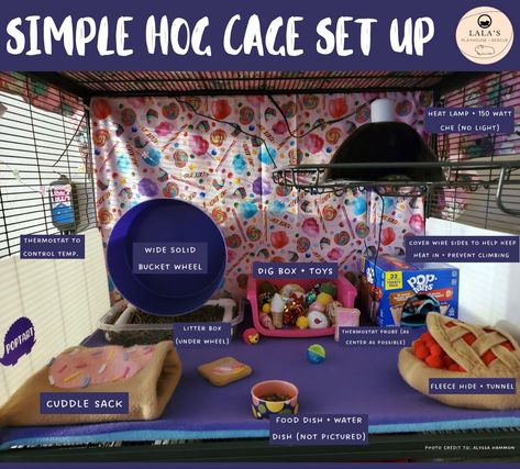 Hedgehog Setup, Pygmy Hedgehog Cage, Hedgehog Cage Ideas, Hedgehog Pet Cage, Hedgehog Ideas, Hedgehog Accessories, Hedgehog Care, Hedgehog Cage, Pygmy Hedgehog