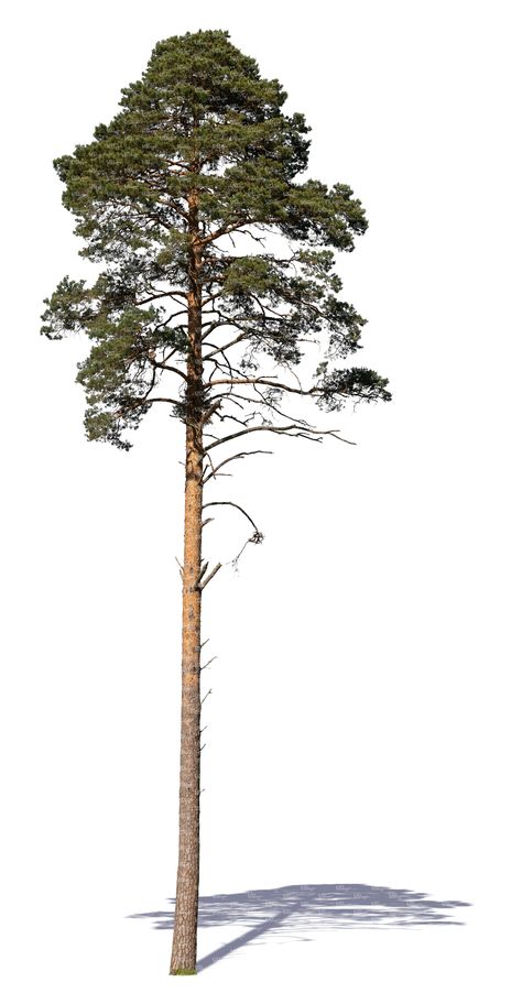 A cut out tall pine in sunlight Png Plants, Tree Psd, Photoshop Landscape, Tree Photoshop, Pine Tree Art, 2560x1440 Wallpaper, Tree Textures, Tree Sketches, Tree Png