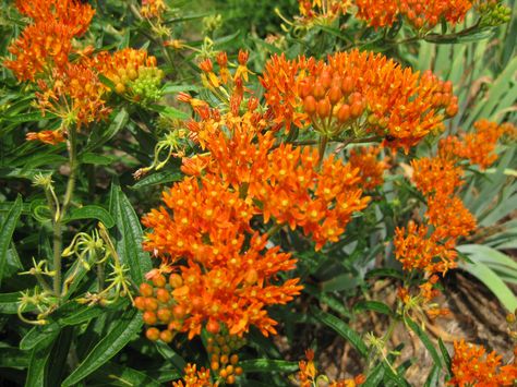 While I have strong feelings, pro or con, about most plants, I feel ambivalent about a few.  Asclepias (pronounced ah SKLEE pee us) is one of those, but my attitude toward it has gradually evolved.  As a child growing up… Ornamental Garden, Asclepias Tuberosa, My Attitude, Master Gardener, Strong Feelings, Learn To Love, Summer 2023, Growing Up, Butterflies