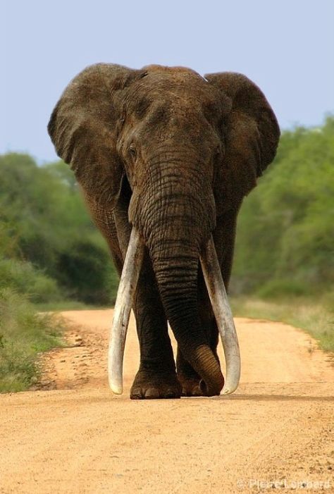 Africa | 'Duke'.  Kruger National Park,South Africa. Duke is believed to have longest tusks in the world | © Pierre Lombard Hunting Kids, Elephant Tusk, Bull Elephant, Kruger National Park South Africa, Trophy Hunting, Rhinos, Elephant Love, Kruger National Park, Crutches