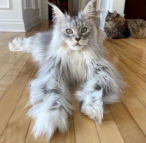 Mancoon Cats, Maine Cooney Cats, Chat Kawaii, Söt Katt, Image Chat, Gorgeous Cats, Cute Cats Photos, Norwegian Forest Cat, Pretty Animals