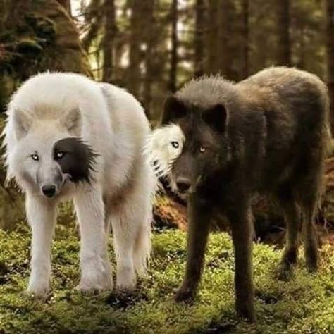 ☯️ Lup Singuratic, Wolf Spirit Animal, Canine Art, Wolf Pictures, Beautiful Wolves, Pretty Dogs, Rare Animals, Pretty Animals, Cute Animals Images