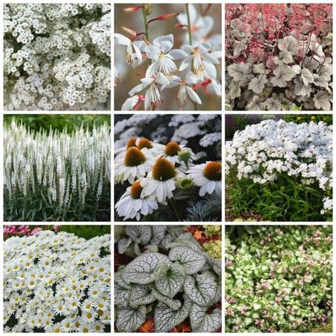 Moon Garden Plants, Moon Garden At Night, Front Walkway Garden, Moon Garden Ideas, Little Lime Hydrangea, Walkway Garden, Moonlight Garden, Dark Garden, Front Walkway