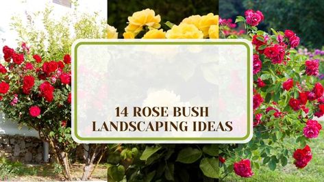 Explore a variety of rose bush landscaping ideas to enhance the beauty of your garden. From formal designs to creative arrangements, discover inspiration with flowers that can transform your outdoor space into a floral paradise. Rose Bush Landscaping, Bush Landscaping Ideas, Bush Landscaping, Beautiful Flower Beds, Rock Mulch, Cranesbill Geranium, Functional Garden, Columbine Flower, Most Popular Flowers